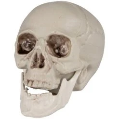 Northlight 4.75" Skeleton Skull Heads Halloween Decorations 6ct - White -Hyde and Eek Cosplay Store GUEST 5d27925e 71a9 4417 a48b dba55ae8e826