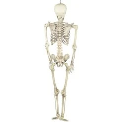 Northlight 5' Life Size Skeleton Indoor/Outdoor Halloween Decoration - White/Gray -Hyde and Eek Cosplay Store GUEST 60c8ca83 2a7d 456f 8a3a 9bd0b146f345