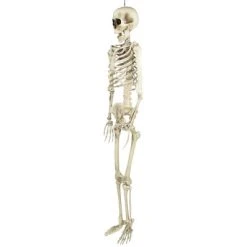 Northlight 5' Life Size Skeleton Indoor/Outdoor Halloween Decoration - White/Gray -Hyde and Eek Cosplay Store GUEST bca64ee8 bbb6 4a01 844a cc7b09646756