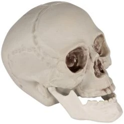 Northlight 4.75" Skeleton Skull Heads Halloween Decorations 6ct - White -Hyde and Eek Cosplay Store GUEST ee0cd79e 7254 4866 831a 51d8cac37710